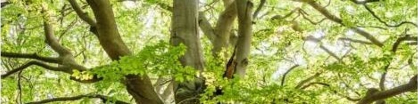 Foler Tree Folder: Tree Felling Consultation | London Borough of Brent